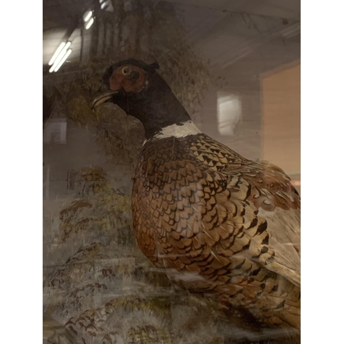51 - A TAXIDERMY PHEASANT IN DISPLAY CASE WITH HANDPAINTED BACKDROP SCENE (ONE GLASS SIDE PANEL MISSING)
