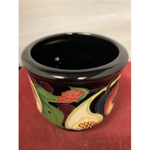 710 - A MOORCROFT QUEENS CHOUCE PLANTER