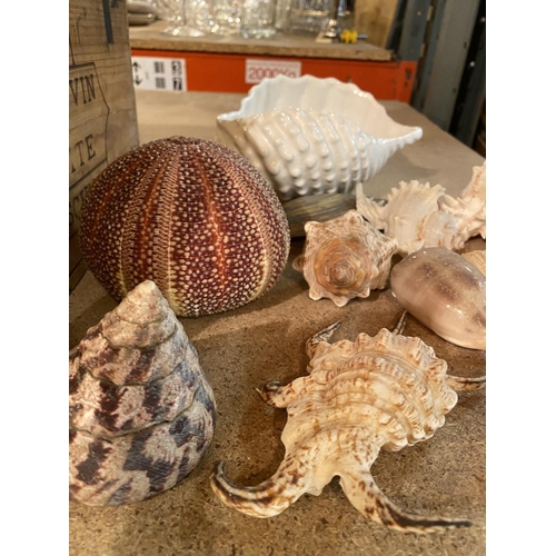 894 - A SELECTION OF VARIOUS SEA SHELLS TO INCLUDE A CERAMIC EXAMPLE