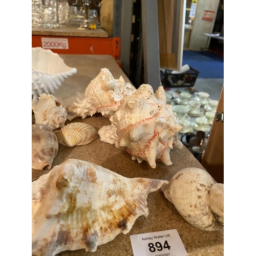 894 - A SELECTION OF VARIOUS SEA SHELLS TO INCLUDE A CERAMIC EXAMPLE