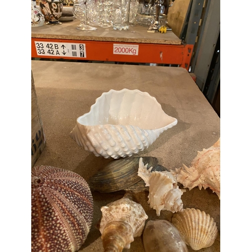 894 - A SELECTION OF VARIOUS SEA SHELLS TO INCLUDE A CERAMIC EXAMPLE