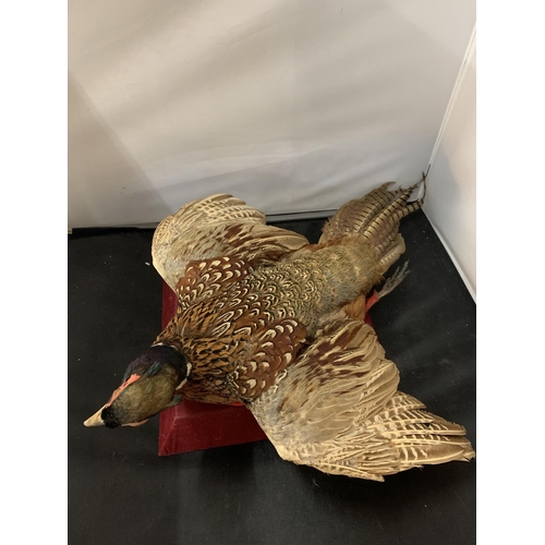 17 - A TAXIDERMY PHEASANT IN FLIGHT