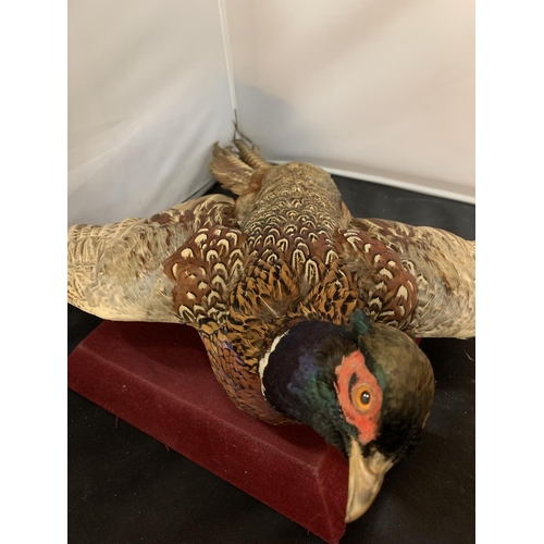 17 - A TAXIDERMY PHEASANT IN FLIGHT