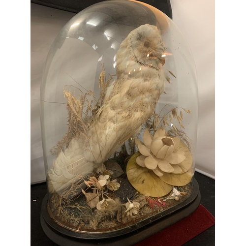 18 - A SMALL TAXIDERMY BARN OWL DISPLAYED UNDER A GLASS DOME H: APPROX. 40CM