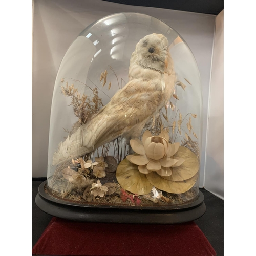 18 - A SMALL TAXIDERMY BARN OWL DISPLAYED UNDER A GLASS DOME H: APPROX. 40CM