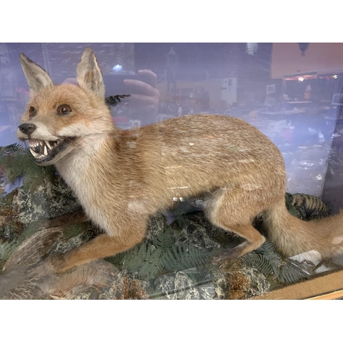 42 - A VERY LARGE GLASS CASED FOX AND PARTRIDGE TAXIDERMY 67CM X 104CM