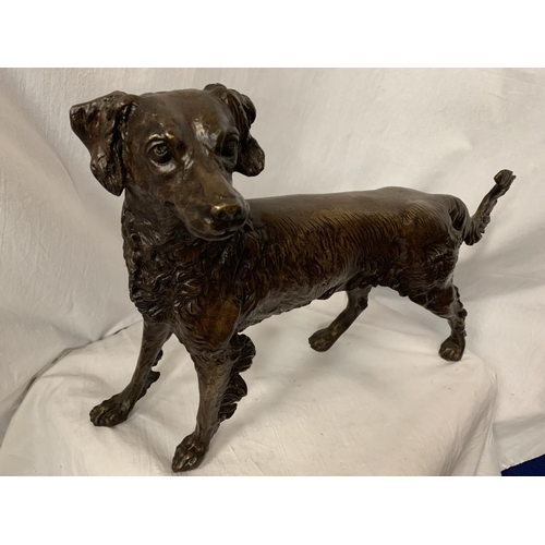 64 - A LARGE BRONZE SCULPTURE OF A GUN DOG - H:36CM