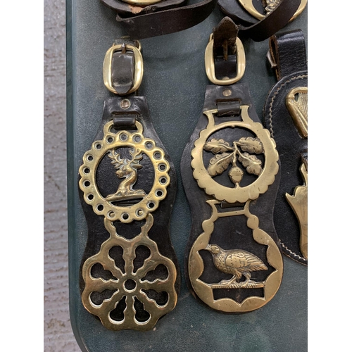 173 - A COLLECTION OF HORSES BRASSES ON FIVE LEATHER STRAPS