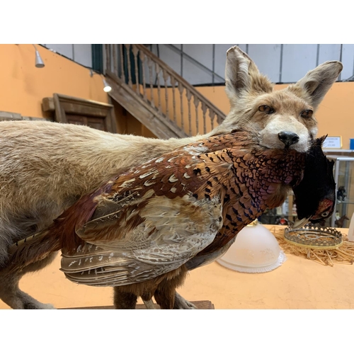 44 - A LARGE TAXIDERMY MODEL OF A FOX WITH A PHEASANT ON A WOODEN PLINTH APPROXIMATELY 80CM LONG