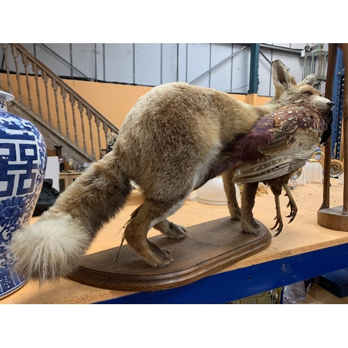 44 - A LARGE TAXIDERMY MODEL OF A FOX WITH A PHEASANT ON A WOODEN PLINTH APPROXIMATELY 80CM LONG