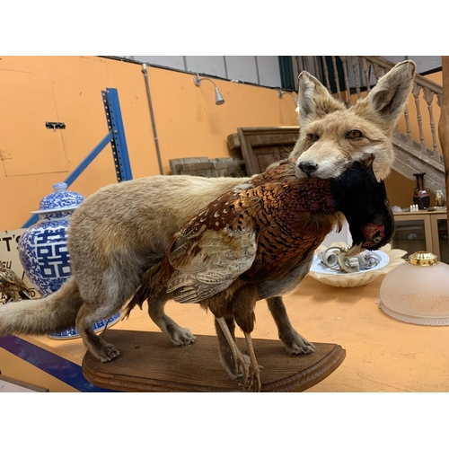 44 - A LARGE TAXIDERMY MODEL OF A FOX WITH A PHEASANT ON A WOODEN PLINTH APPROXIMATELY 80CM LONG