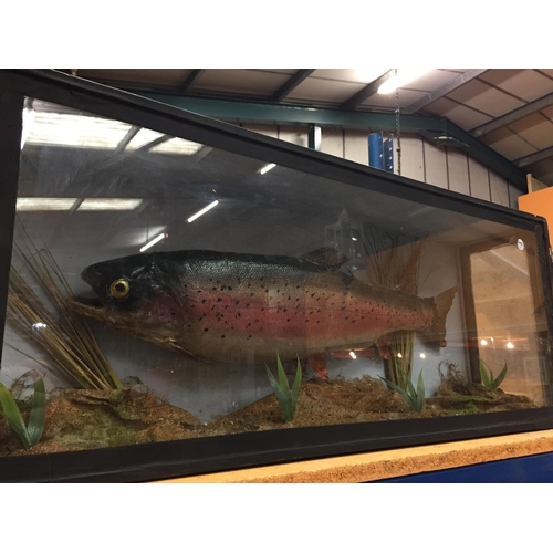 46 - A TAXIDERMY SALMON IN A GLASS CASE 86CM X 34CM