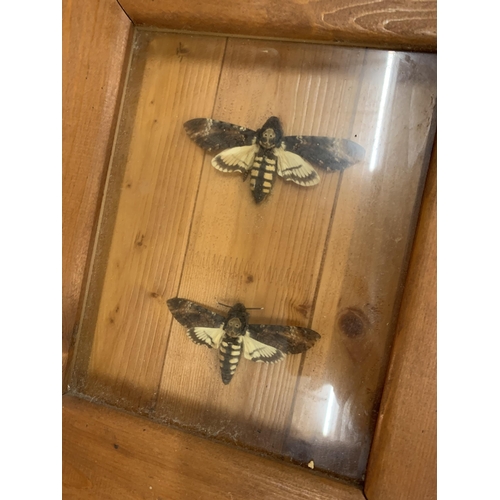 229 - A FRAMED PAIR OF LARGE MOTHS