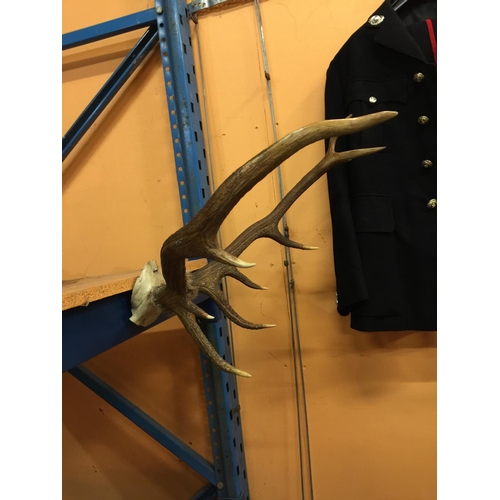 396A - A PAIR OF STAG ANTLERS, ATTACHED TO PARTIAL SKULL