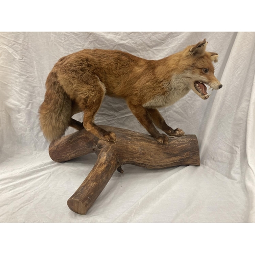 15 - A TAXIDERMY RED FOX ON A BRANCH IN GOOD OVERALL CONDITION LENGTH APPROX 67CM, HEIGHT APPROX 49CM