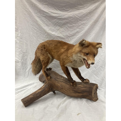 15 - A TAXIDERMY RED FOX ON A BRANCH IN GOOD OVERALL CONDITION LENGTH APPROX 67CM, HEIGHT APPROX 49CM