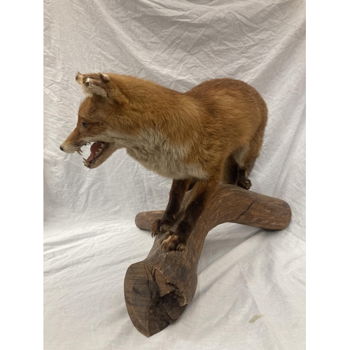 15 - A TAXIDERMY RED FOX ON A BRANCH IN GOOD OVERALL CONDITION LENGTH APPROX 67CM, HEIGHT APPROX 49CM