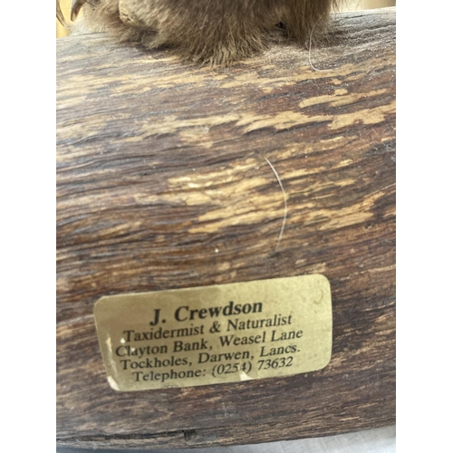 15 - A TAXIDERMY RED FOX ON A BRANCH IN GOOD OVERALL CONDITION LENGTH APPROX 67CM, HEIGHT APPROX 49CM