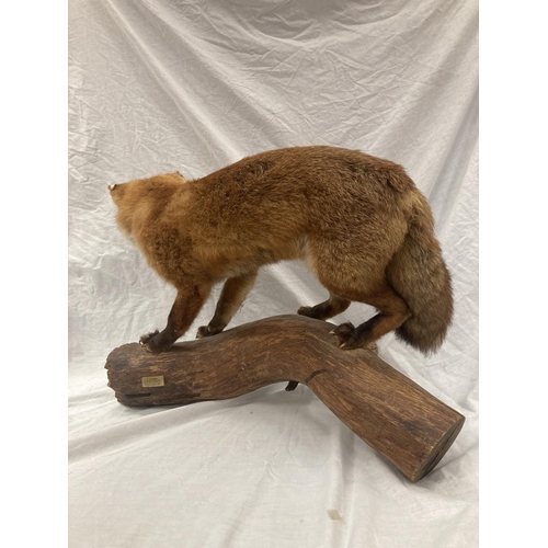 15 - A TAXIDERMY RED FOX ON A BRANCH IN GOOD OVERALL CONDITION LENGTH APPROX 67CM, HEIGHT APPROX 49CM