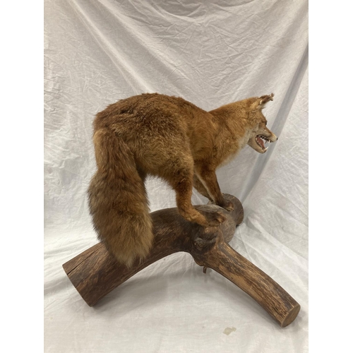 15 - A TAXIDERMY RED FOX ON A BRANCH IN GOOD OVERALL CONDITION LENGTH APPROX 67CM, HEIGHT APPROX 49CM