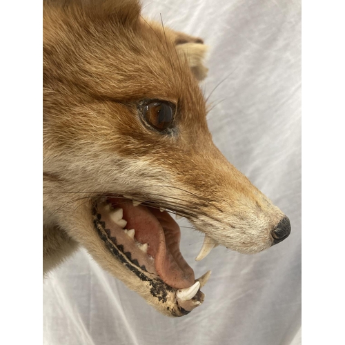 15 - A TAXIDERMY RED FOX ON A BRANCH IN GOOD OVERALL CONDITION LENGTH APPROX 67CM, HEIGHT APPROX 49CM