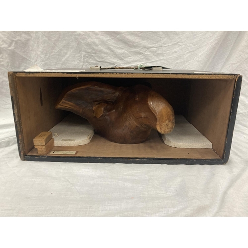 26 - A JOHN ASHFORD, FINLAND SCULPTURE FROM A BIRCH ROOT, ORIGINALLY IN DERBYSHIRE MUSEUM, IN A BESPOKE B... 