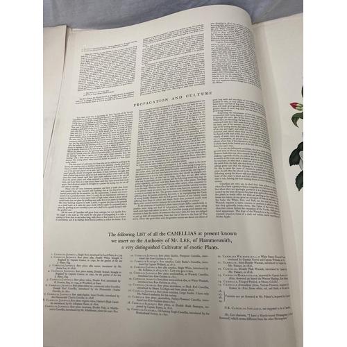 3 - A MONOGRAPH ON THE GENUS CAMELLIA, 1960'S REPRINT SOFT BACK WITH FIVE COLOURED PRINTS, ORIGINALLY PR... 