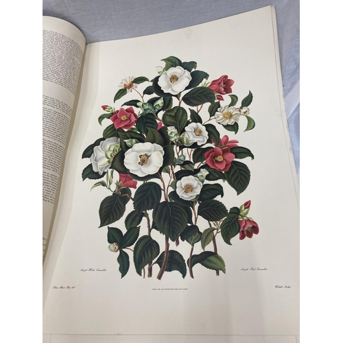 3 - A MONOGRAPH ON THE GENUS CAMELLIA, 1960'S REPRINT SOFT BACK WITH FIVE COLOURED PRINTS, ORIGINALLY PR... 