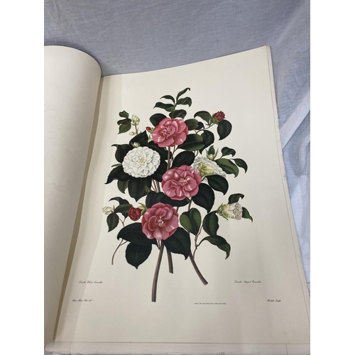 3 - A MONOGRAPH ON THE GENUS CAMELLIA, 1960'S REPRINT SOFT BACK WITH FIVE COLOURED PRINTS, ORIGINALLY PR... 