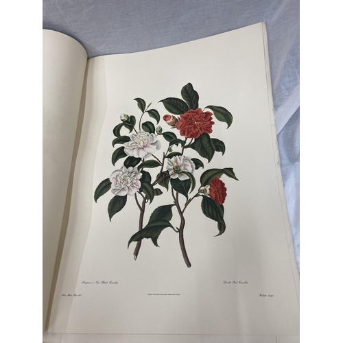 3 - A MONOGRAPH ON THE GENUS CAMELLIA, 1960'S REPRINT SOFT BACK WITH FIVE COLOURED PRINTS, ORIGINALLY PR... 