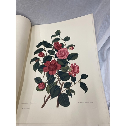 3 - A MONOGRAPH ON THE GENUS CAMELLIA, 1960'S REPRINT SOFT BACK WITH FIVE COLOURED PRINTS, ORIGINALLY PR... 