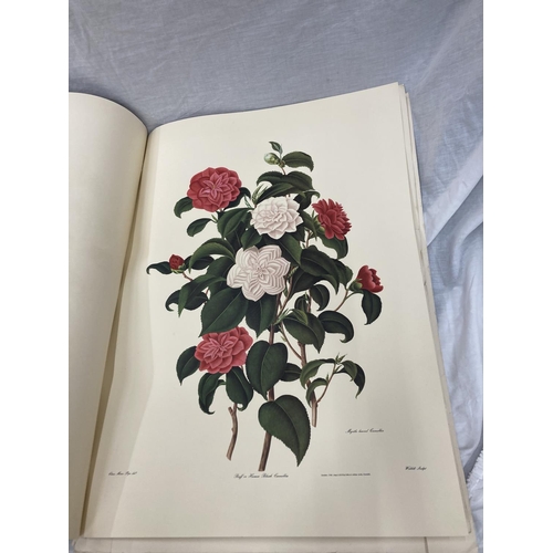 3 - A MONOGRAPH ON THE GENUS CAMELLIA, 1960'S REPRINT SOFT BACK WITH FIVE COLOURED PRINTS, ORIGINALLY PR... 