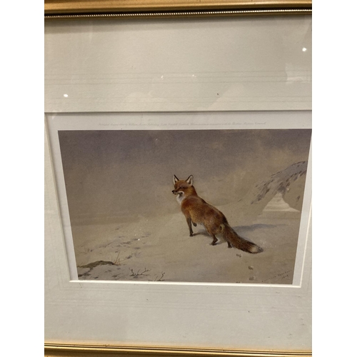 402 - TWO GILT FRAMED PRINTS, ONE OF A FOX IN SNOW, THE OTHER A RABBIT 50CM X 41.5CM