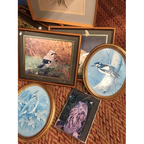 264 - A QUANTITY OF FRAMED PRINTS OF BIRDS TO INCLUDE OWLS, KINGFISHER, TITS, ETC