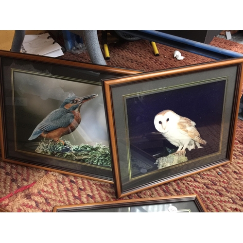 264 - A QUANTITY OF FRAMED PRINTS OF BIRDS TO INCLUDE OWLS, KINGFISHER, TITS, ETC