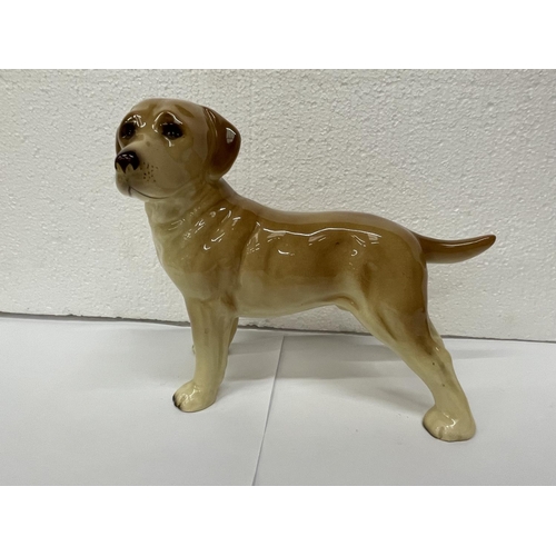 731 - A CERAMIC FIGURE OF A GOLDEN LABRADOR 16CM TALL