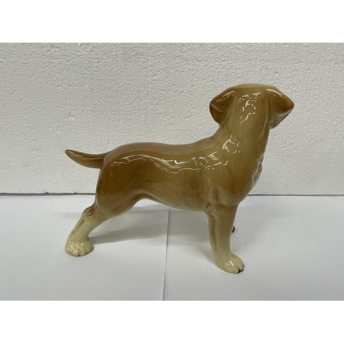 731 - A CERAMIC FIGURE OF A GOLDEN LABRADOR 16CM TALL