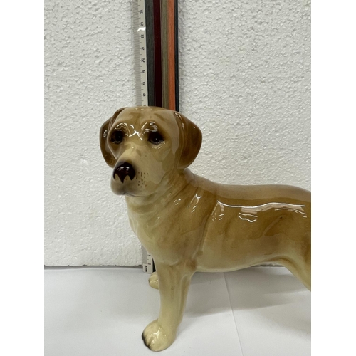 731 - A CERAMIC FIGURE OF A GOLDEN LABRADOR 16CM TALL