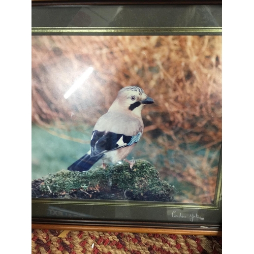 200 - A QUANTITY OF FRAMED PRINTS OF BIRDS TO INCLUDE OWLS, KINGFISHER, TITS, ETC