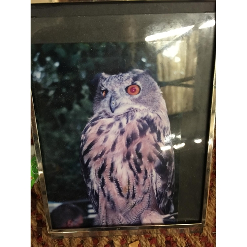 200 - A QUANTITY OF FRAMED PRINTS OF BIRDS TO INCLUDE OWLS, KINGFISHER, TITS, ETC