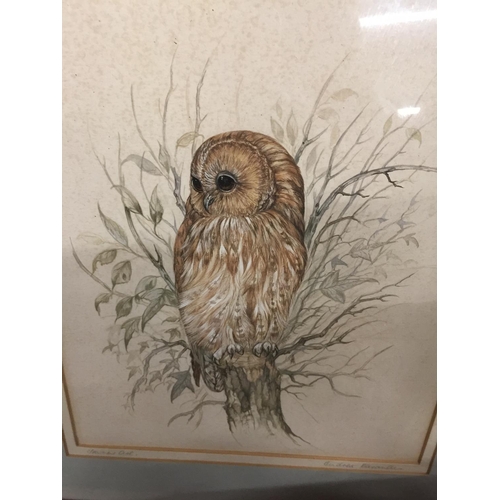 200 - A QUANTITY OF FRAMED PRINTS OF BIRDS TO INCLUDE OWLS, KINGFISHER, TITS, ETC