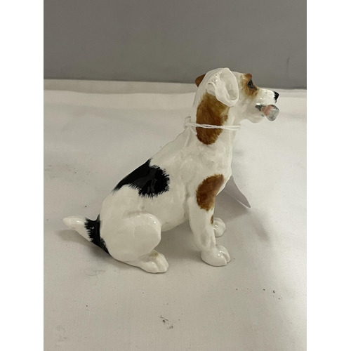 860 - A ROYAL DOULTON JACK RUSSELL WITH BONE FIGURE HN 1159