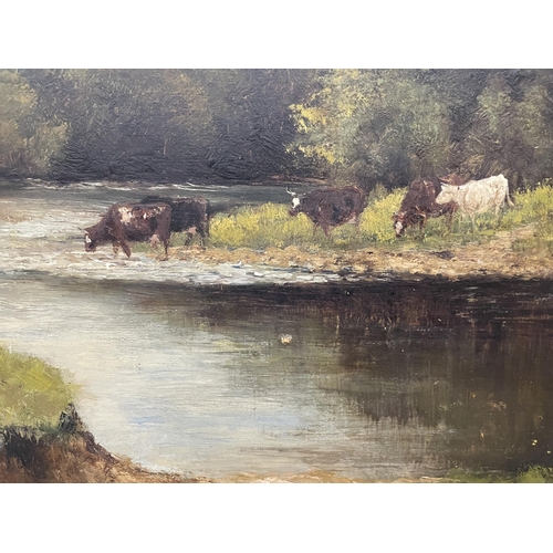 60 - A FRAMED OIL ON CANVAS OF COWS DRINKING FROM A RIVER SIGNED HARRY CLAYTON ADAMS (FRAME A/F)