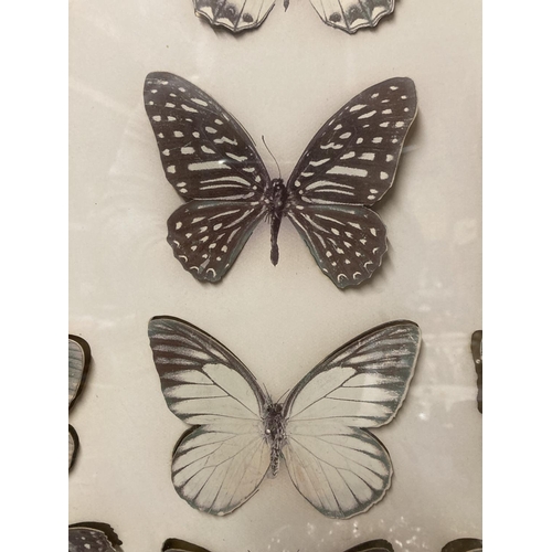 1005 - A WALL MOUNTED CASE CONTAINING 3-D CARDBOARD BUTTERFLIES