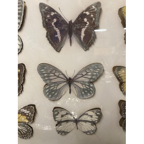 1005 - A WALL MOUNTED CASE CONTAINING 3-D CARDBOARD BUTTERFLIES