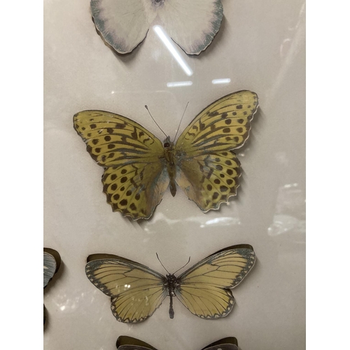 1005 - A WALL MOUNTED CASE CONTAINING 3-D CARDBOARD BUTTERFLIES