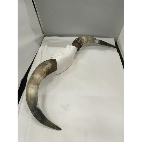 37 - A PAIR OF CATTLE HORNS