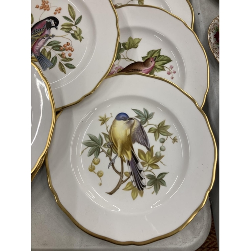 191 - FOURTEEN SPODE, BIRD RELATED CABINET PLATES