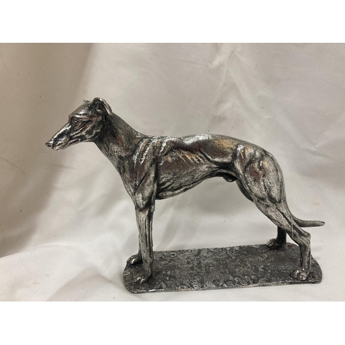 150 - A SILVER CHROMED FIGURE OF A STANDING GREYHOUND HEIGHT 14CM