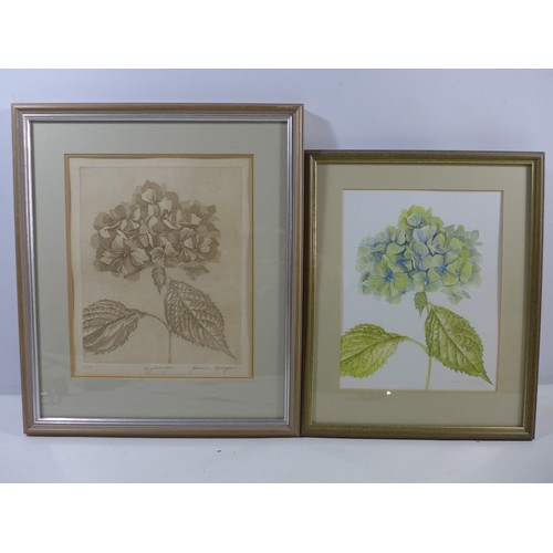 414 - JOSANNE HODGSON (20TH CENTURY) HYDRANGEA, WATERCOLOUR, SIGNED AND DATED 1991, 25X20CM, FRAMED AND GL... 